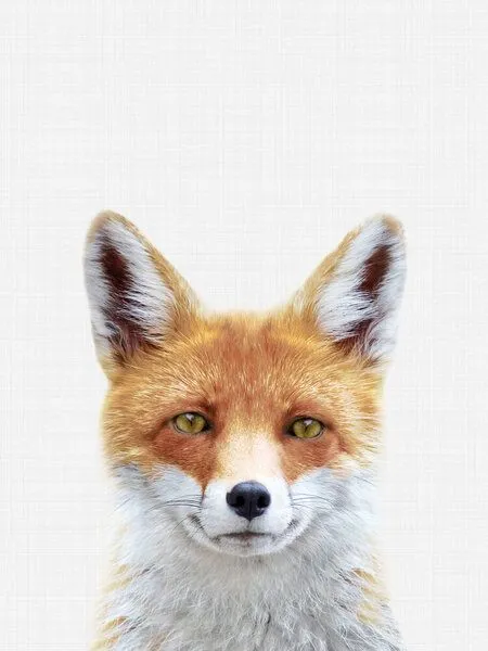 Photocircle Photocircle Poster / Leinwandbild - Fox – Produktbild 1 von 4