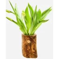 Olivenholz erleben Olivenholz erleben Vase Valentina aus Olivenholz – Produktbild 1 von 1