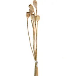 Rico Design Rico Design Getrocknete Mohnkolben ca. 40cm 6 Stück – Produktbild 1 von 1