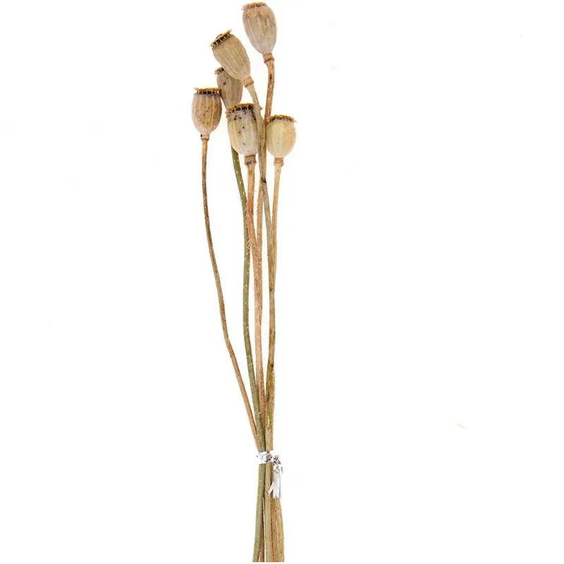 Rico Design Rico Design Getrocknete Mohnkolben ca. 40cm 6 Stück, Natur, – Produktbild 1 von 1