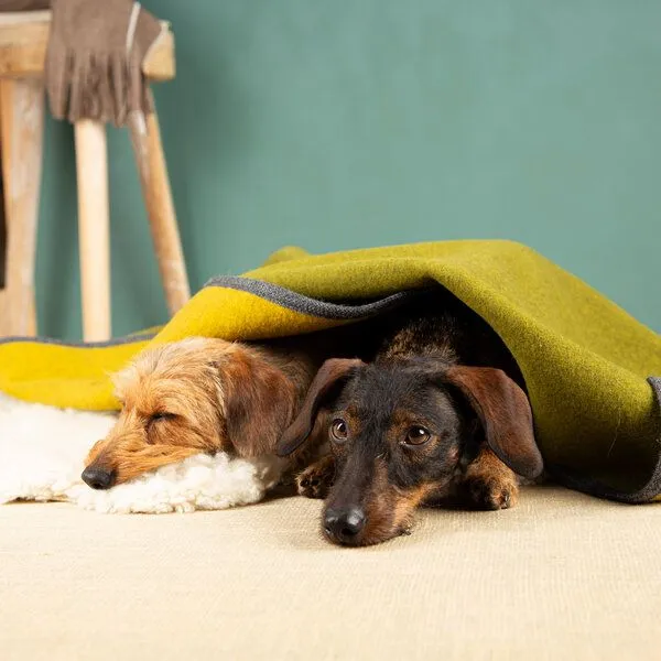 nahtur-design nahtur-design Hundedecke | 100% Schurwolle | natürliche Wärme, Moos-curry_01, – Produktbild 1 von 4