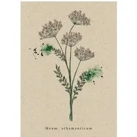 matabooks Postkarte Bärwurz – Produktbild 1 von 1