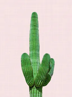 Photocircle Photocircle Poster / Leinwandbild - Cactus 4 – Produktbild 1 von 1