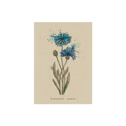 matabooks® Postkarte Kornblume – Produktbild 1 von 1