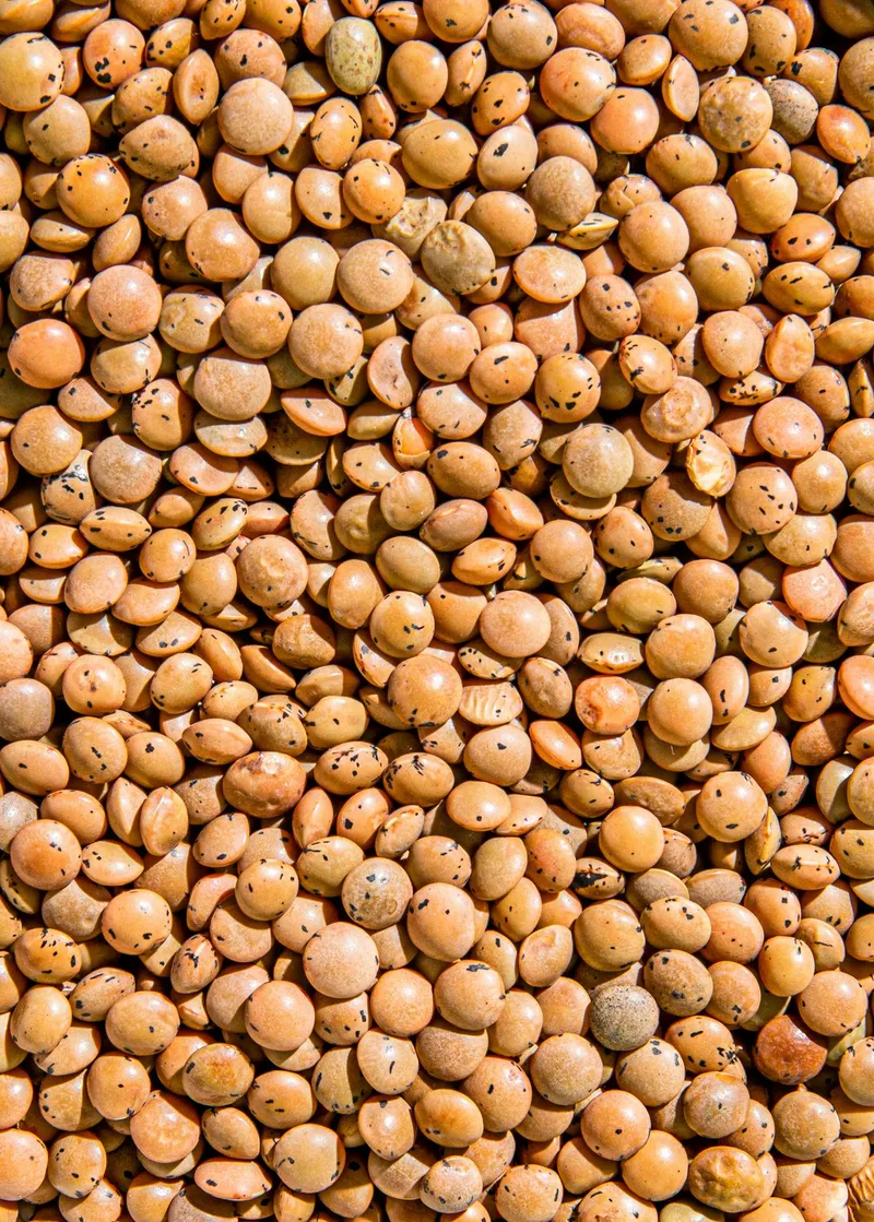 KoRo Braune Bio Linsen 2 kg – Produktbild 3 von 5