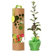 SchenkeinBäumchen SchenkeinBäumchen Apfelbaum als Geschenk mit Verpackung nach Wahl – Produktbild 1 von 1