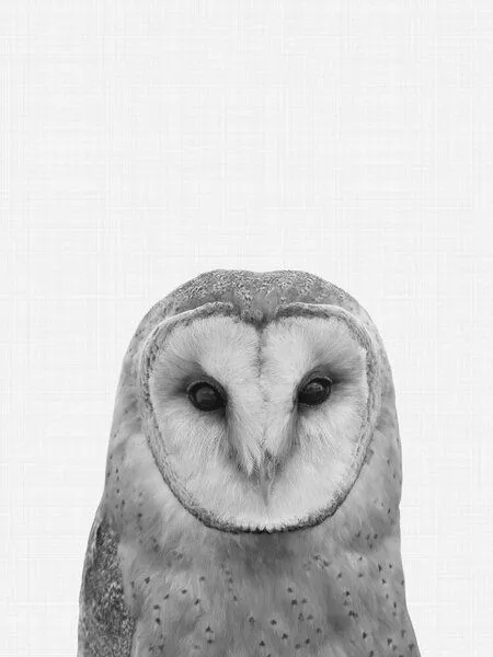 Photocircle Photocircle Poster / Leinwandbild - Owl – Produktbild 5 von 8