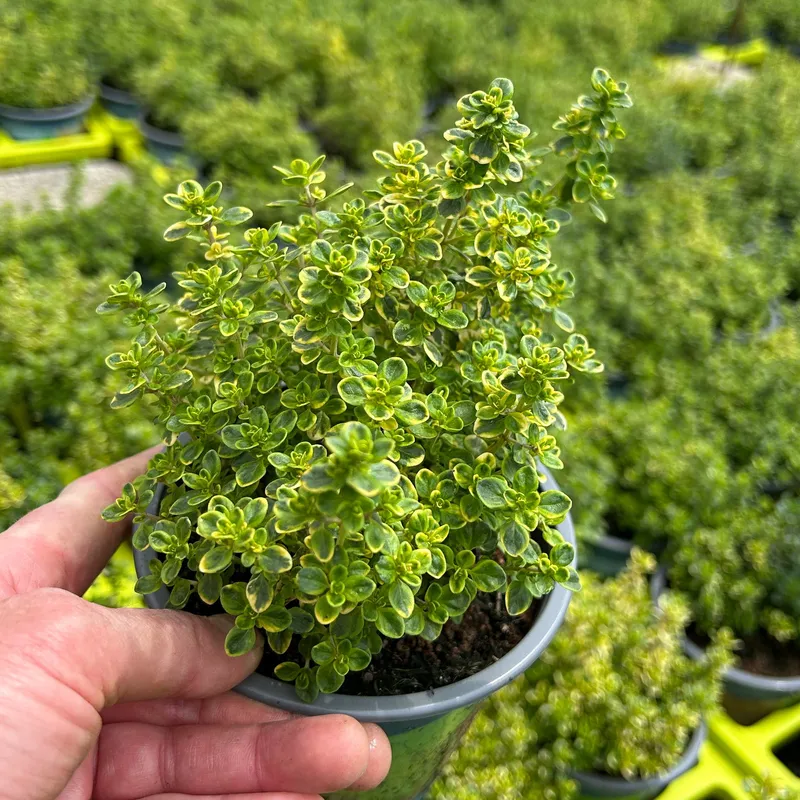 Kölle Bio Kölle Bio Bio Zitronen-Thymian, Topf-Ø 12cm, Rosa, – Produktbild 1 von 1