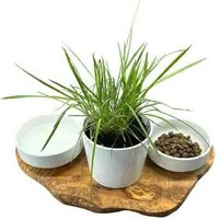 Olivenholz erleben Olivenholz erleben Futterstation RUSTY aus Olivenholz mit 2 x 0,4 Liter Porzellanschale plus Topf für Katzengras – Produktbild 1 von 1