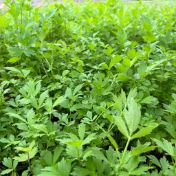 Kölle Bio Liebstöckel, Kölle Bio, Topf-Ø 12 cm – Produktbild 1 von 1