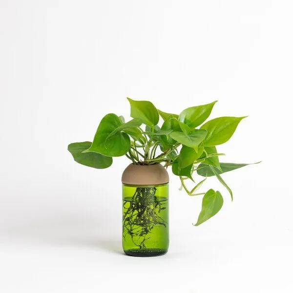 CitySens CitySens Transparenter Pflanztopf, Kiefer / grün, – Produktbild 1 von 4