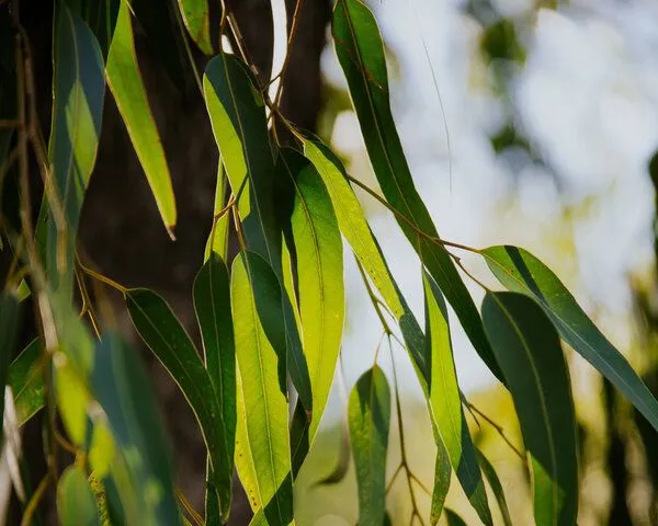 NeoOrganic NeoOrganic Bio Eukalyptusöl (Eucalyptus Radiata) – Produktbild 2 von 2
