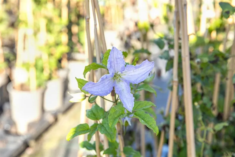 Pflanzen für Dich Kletterpflanze Clematis Hybride 'Blekitny Aniol', 1 St., Waldrebe, Clematis, blauviolett, langblühend – Produktbild 6 von 6