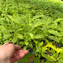 Kölle Bio Kölle Bio Bio Goldsalbei, Topf-Ø 12cm – Produktbild 1 von 1