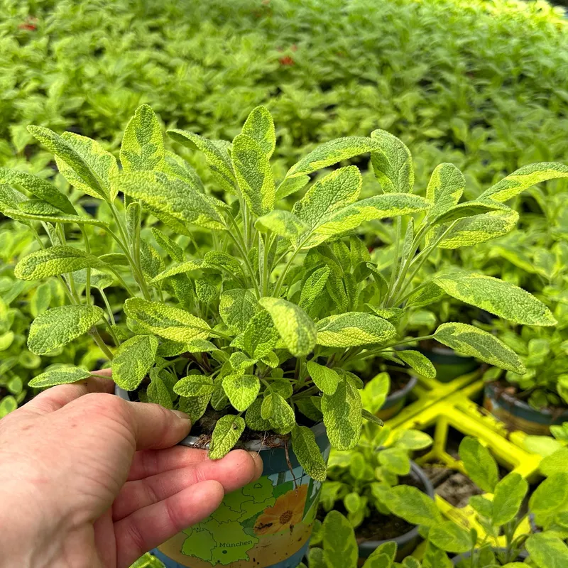 Kölle Bio Kölle Bio Bio Goldsalbei, Topf-Ø 12cm, Lila, – Produktbild 1 von 1
