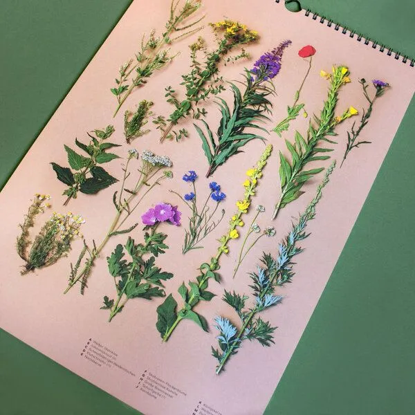 Heger und Sammler Heger und Sammler Saisonkalender mit Wildkräutern & Bäumen | immerwährend in DIN A3 – Produktbild 1 von 4