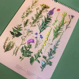 Heger und Sammler Heger und Sammler Saisonkalender mit Wildkräutern & Bäumen | immerwährend in DIN A3 – Produktbild 1 von 1