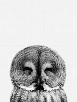 Photocircle Photocircle Poster / Leinwandbild - Owl (Black and White) – Produktbild 1 von 1