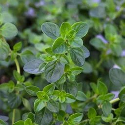 Kölle Bio Kölle Bio Bio Taborthymian, Topf-Ø 12cm – Produktbild 1 von 1