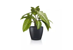 Lechuza® Lechuza® Übertopf Classico Color 14 DECO schiefergrau – Produktbild 1 von 1
