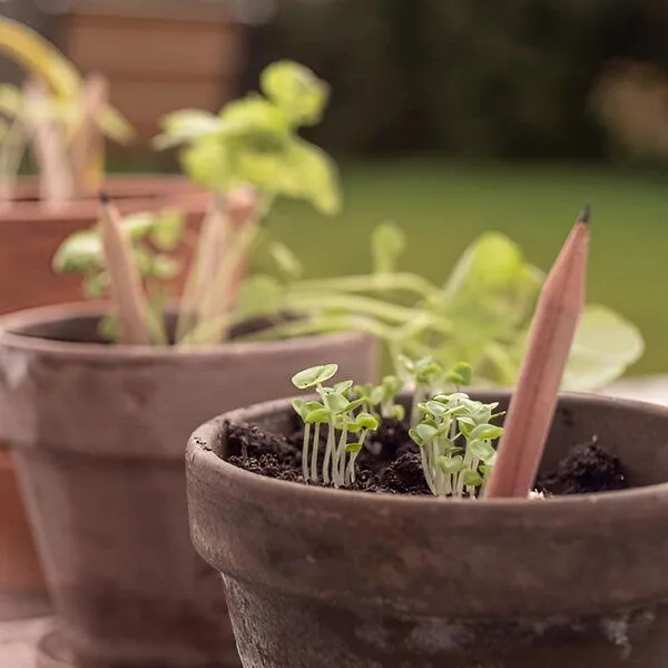 Sprout Sprout & Echtholz Schreibset – Produktbild 4 von 4
