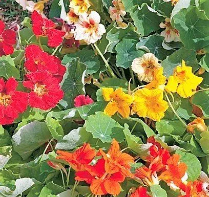 Saatgut Dillmann Saatgut Dillmann Essbare Blüten Saatgut-Box S im Papp-Geschenkkarton – Produktbild 4 von 4