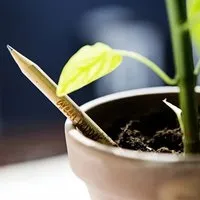 Sprout Sprout Bleistift zum Einpflanzen – Produktbild 1 von 8