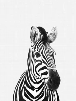 Photocircle Photocircle Poster / Leinwandbild - Zebra (Black and White) – Produktbild 1 von 1