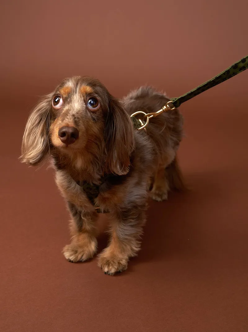 Vertbaudet 4-teiliges Gassi-Set für Hunde mit Hundegeschirr, Khaki, – Produktbild 7 von 7