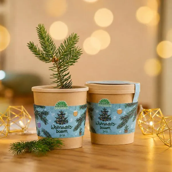 Die Stadtgärtner Die Stadtgärtner Weihnachtsbaum aus dem Becher Anzuchtset – Produktbild 2 von 4