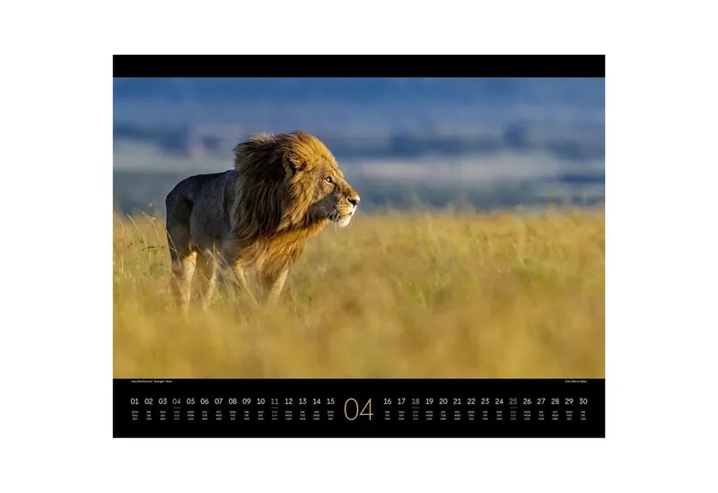 Ackermann Wandkalender Wildes Afrika Kalender 2027 – Produktbild 5 von 5