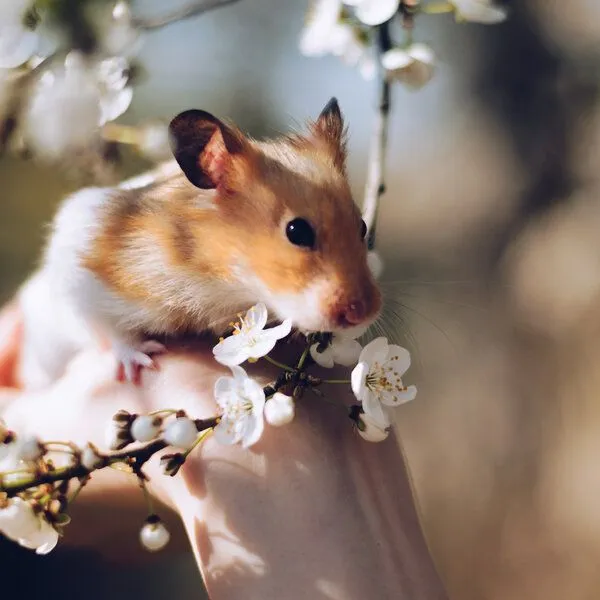 Silberkraft Silberkraft Milbenspray Hamster – Produktbild 8 von 8