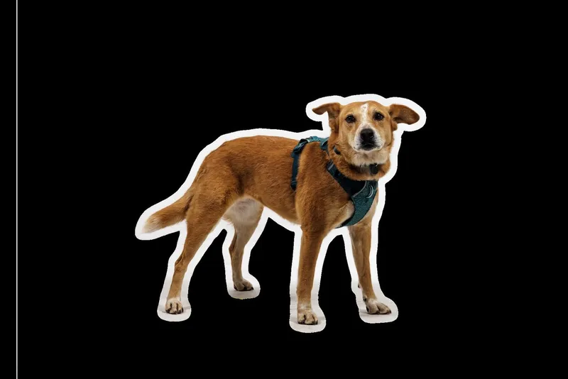 Ruffwear Ruffwear Hunde-Geschirr Front Range Flex Harness, Grün, – Produktbild 1 von 5