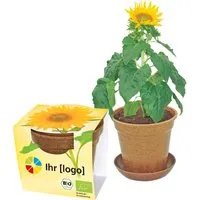 Bio Sonnenblumen im Easy Wachstumstopf – Produktbild 1 von 1