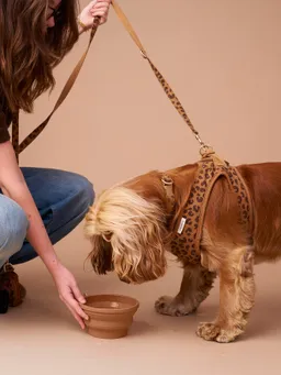 Vertbaudet Faltbarer Silikon-Futternapf für Hunde und Katzen camel – Produktbild 1 von 1