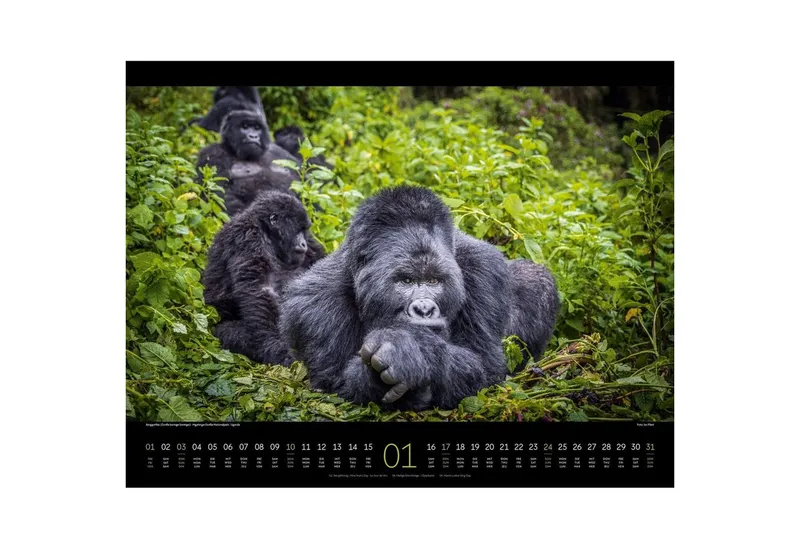 Ackermann Wandkalender Wildes Afrika Kalender 2027 – Produktbild 2 von 5