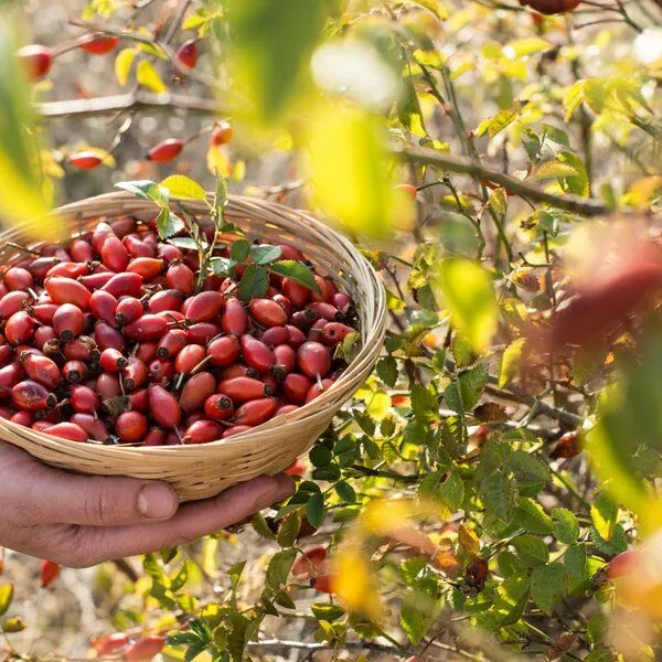 WE LUV ECO WE LUV ECO WILDROSENÖL BIO | plastikfrei | vegan | nachhaltig – Produktbild 4 von 4