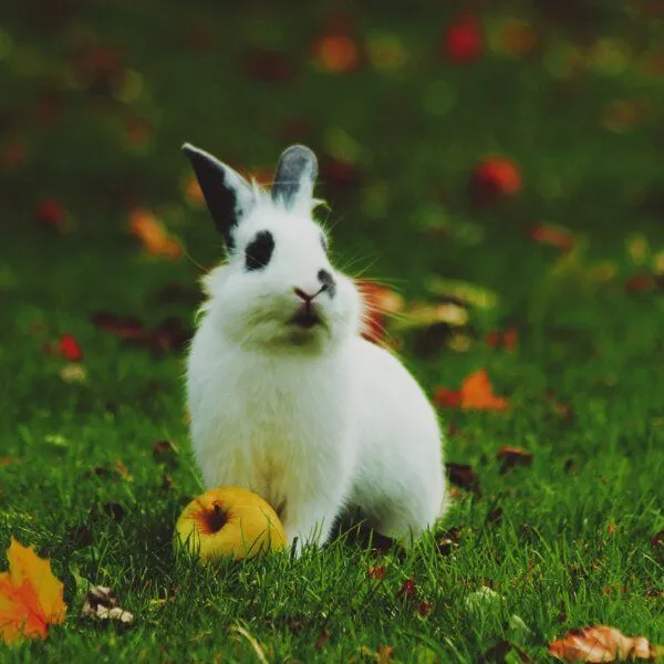 Silberkraft Silberkraft Milbenspray Hase / Kaninchen – Produktbild 7 von 8