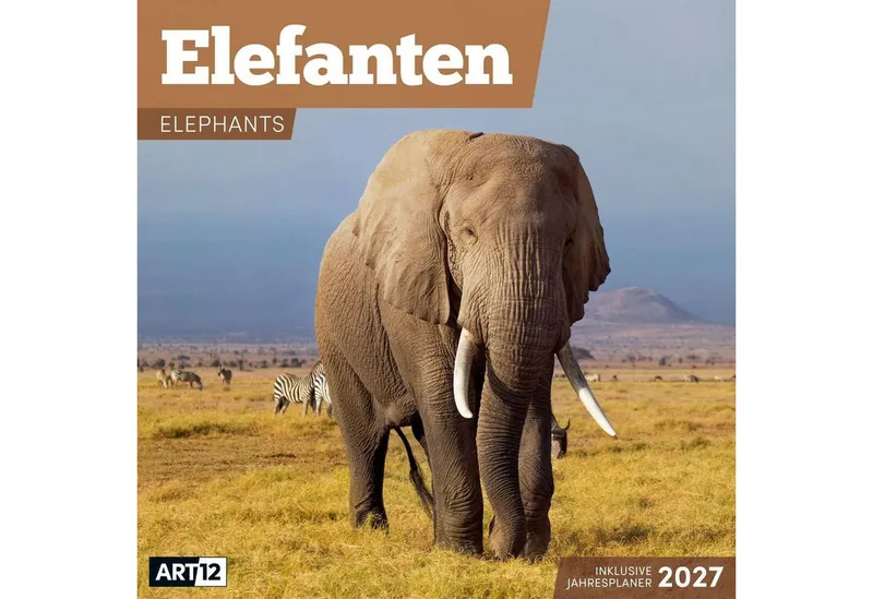Ackermann Wandkalender Elefanten Kalender 2027 - 30x30 - Art12 – Produktbild 1 von 3