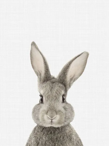 Photocircle Photocircle Poster / Leinwandbild - Rabbit – Produktbild 1 von 4