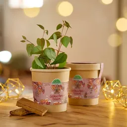 Die Stadtgärtner Die Stadtgärtner Lebkuchenbaum aus dem Becher I Anzuchtset I Nachhaltiges Weihnachtsgeschenk – Produktbild 1 von 1