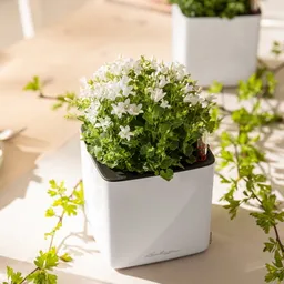 Lechuza® Lechuza® 'Cube Glossy 14', weiß, ca. 14 x 14 x H 13,5 cm – Produktbild 1 von 1