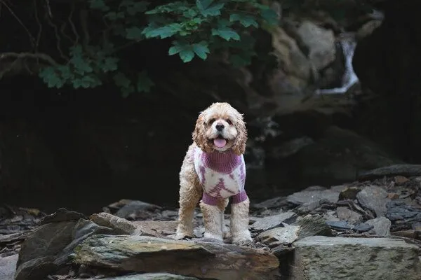Wooliie Wooliie Rose Rift – Handgefertigter Hundepullover aus 100 % Merinowolle mit Zopfmuster & pflanzlicher Färbung – Produktbild 2 von 3