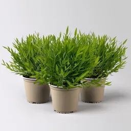 Pflanzen-Kölle Pflanzen-Kölle Zimmerbambus, Topf-Ø 12cm, 3 Pflanzen – Produktbild 1 von 1