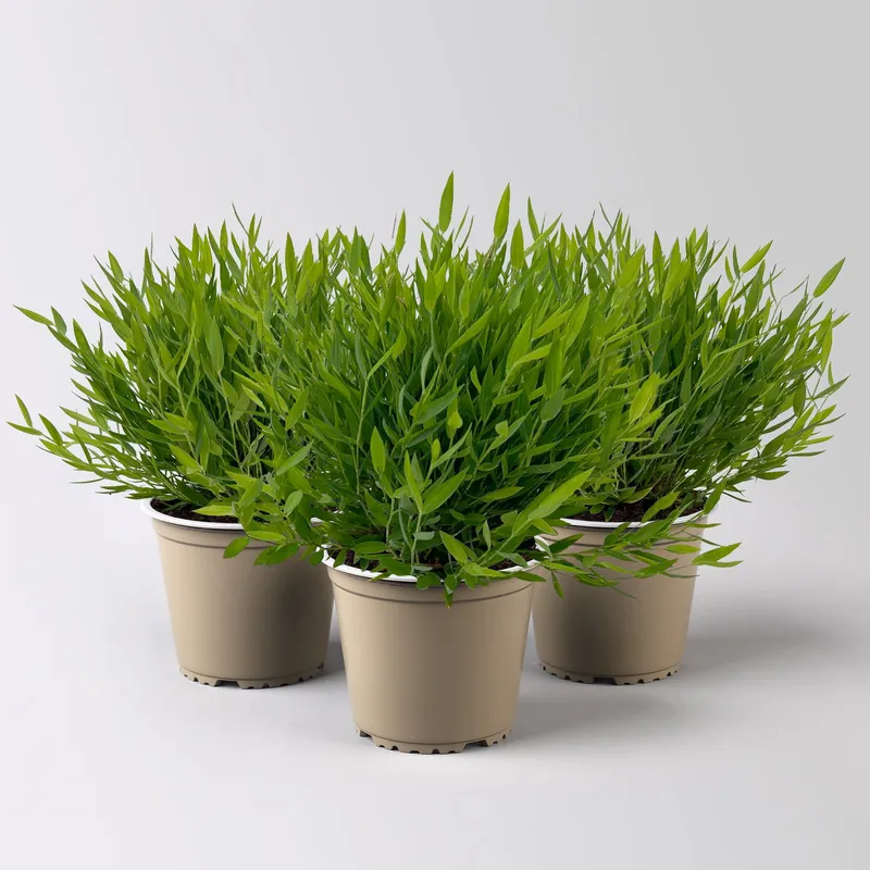 Pflanzen-Kölle Pflanzen-Kölle Zimmerbambus, Topf-Ø 12cm, 3 Pflanzen, Grün, – Produktbild 1 von 1