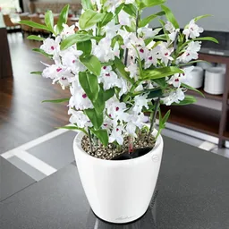 Lechuza® Lechuza® 'Classico Premium LS 43', weiß, ca. Ø 43 x H 40 cm – Produktbild 1 von 1