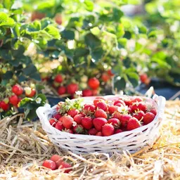 naturling naturling Garten-Holzwolle für Erdbeeren und Gemüse - unbehandelte Natur Kieferwolle – Produktbild 1 von 1