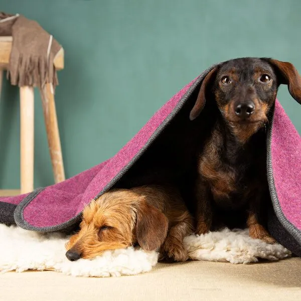 nahtur-design nahtur-design Hundedecke | 100% Schurwolle | natürliche Wärme, Beere_01, – Produktbild 3 von 4
