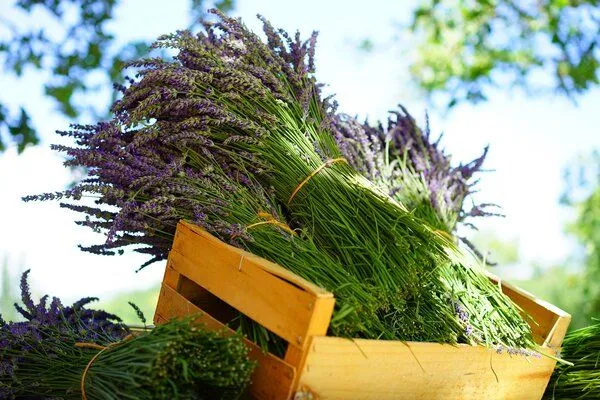 Oasia Manufaktur Oasia Manufaktur Getrocknete Lavendelblüten in Aromadose | Bioqualität – Produktbild 2 von 2