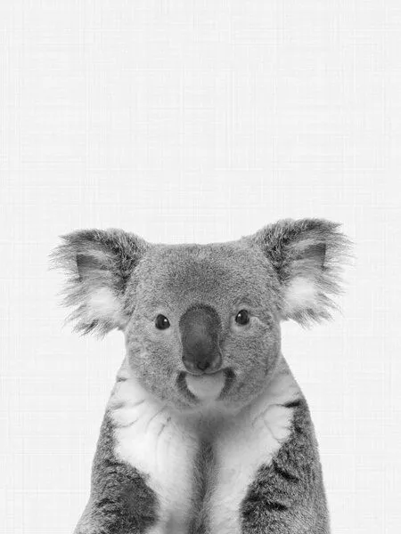 Photocircle Photocircle Poster / Leinwandbild - Koala (Black and White) – Produktbild 1 von 4